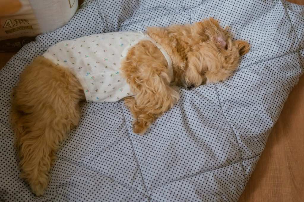 Dog resting near a Tala grounding sheet, illustrating grounding for pets